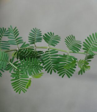 pexels-denisa-nistor-371877196-35161561