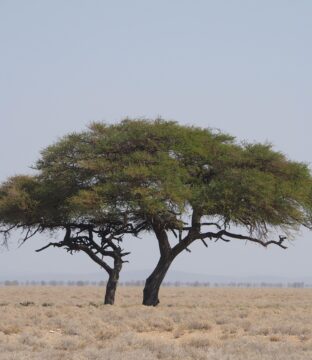 pexels-timon-cornelissen-241844481-33231637